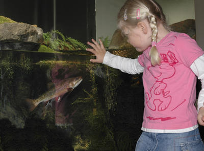 Mari ser på ørret i akvariet 12/4 2005.. Foto/Photo
